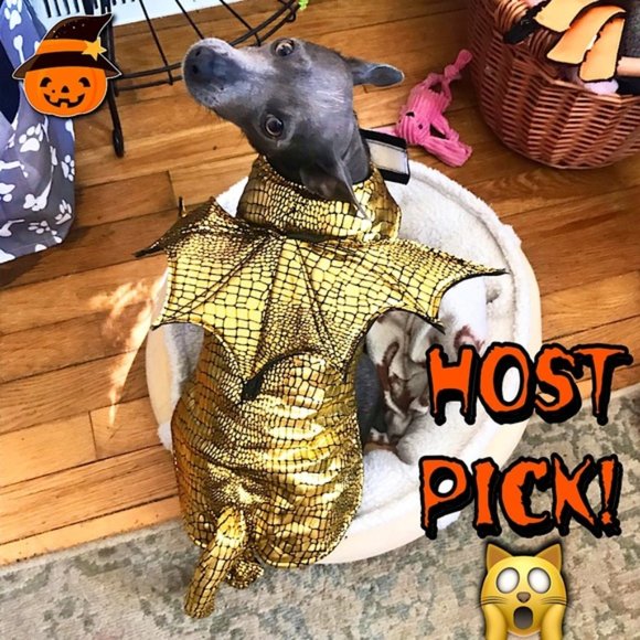 Dog Dragon Costume Dog Cat Xs Golden Dragon New Halloween Metallichp